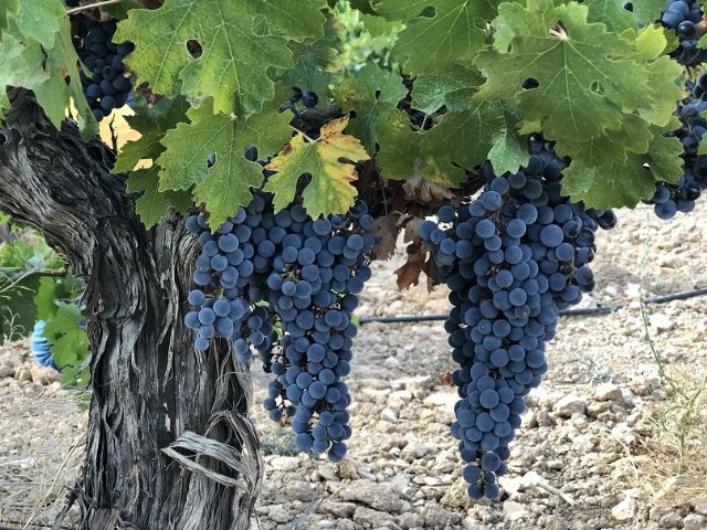 Visitas guiadas con cata y  gastronomía familiar en un entorno de ensueño: es tiempo de vendimia en Martúe & Blanco Nieva - 3, Foto 3