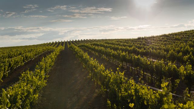 Visitas guiadas con cata y  gastronomía familiar en un entorno de ensueño: es tiempo de vendimia en Martúe & Blanco Nieva - 4, Foto 4