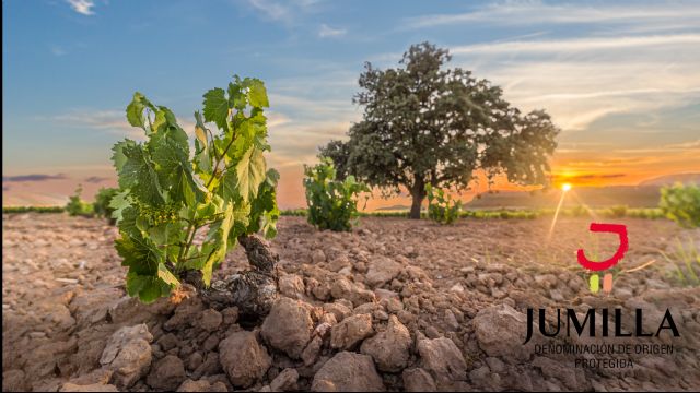 El Pleno del Consejo Regulador de la DOP Jumilla acuerda la reducción y eliminación de cuotas a viticultores - 2, Foto 2