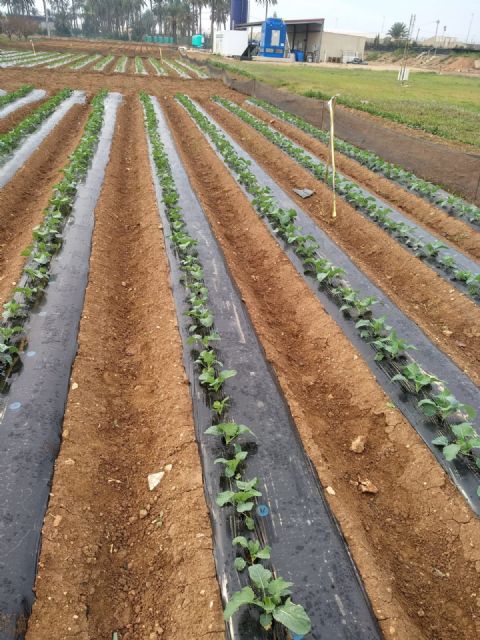 Investigadores de la UPCT evalúan los riesgos para la salud de los plaguicidas - 1, Foto 1