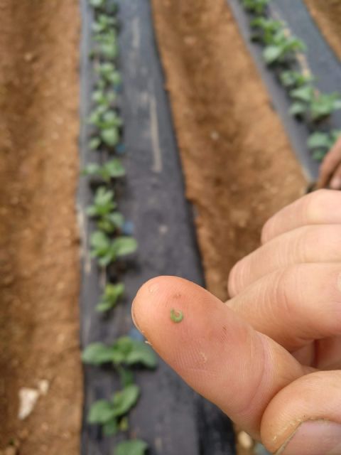 Investigadores de la UPCT evalúan los riesgos para la salud de los plaguicidas - 2, Foto 2