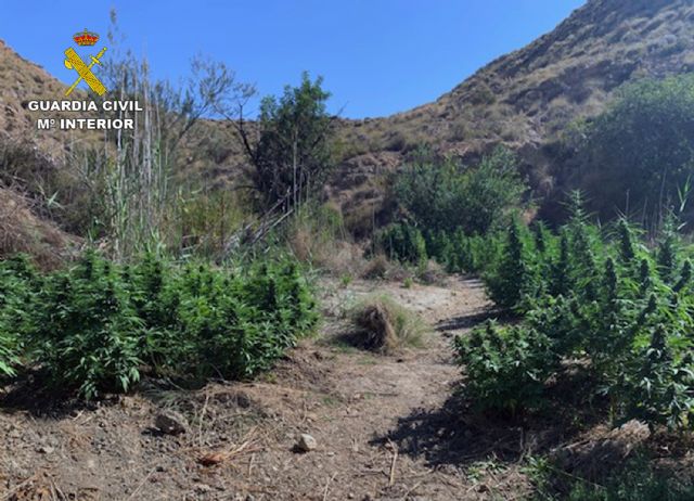 La Guardia Civil desmantela una plantación a campo abierto con 270 plantas de marihuana - 1, Foto 1