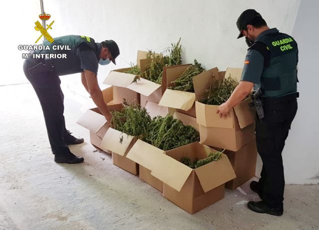 La Guardia Civil desmantela una plantación a campo abierto con 270 plantas de marihuana - 3, Foto 3