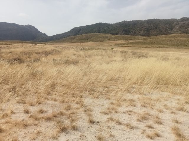 Medio Ambiente inicia una intervención para recuperar y mejorar el hábitat en los montes públicos de Calasparra - 1, Foto 1
