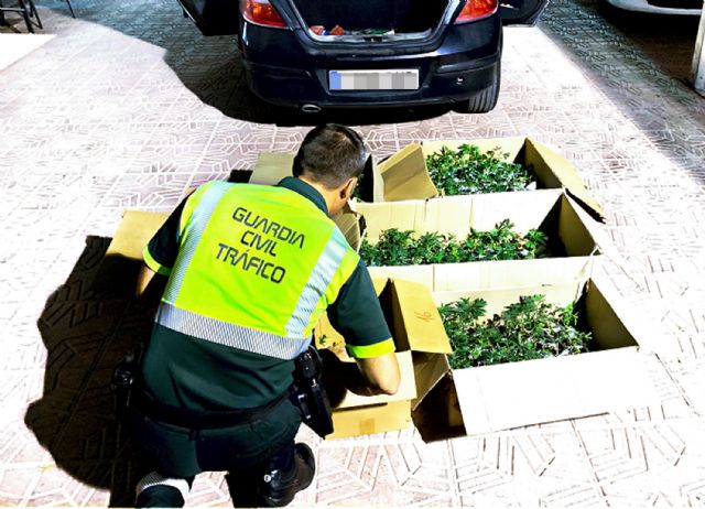 La Guardia Civil detiene a dos personas cuando transportaban 505 plantas de marihuana en un vehículo