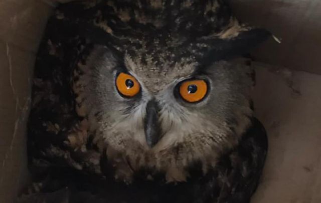 La Policía Local recupera un Búho Real herido en la zona de Lo Poyo - 1, Foto 1