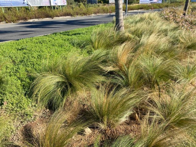El Ayuntamiento aumenta la biodiversidad urbana y mejora la calidad ambiental - 4, Foto 4