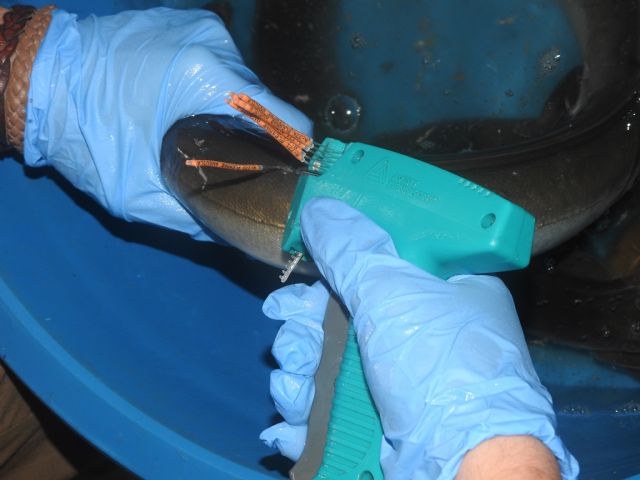 Preocupación por la situación de la anguila europea en cauces y humedales del Sureste Ibérico - 1, Foto 1