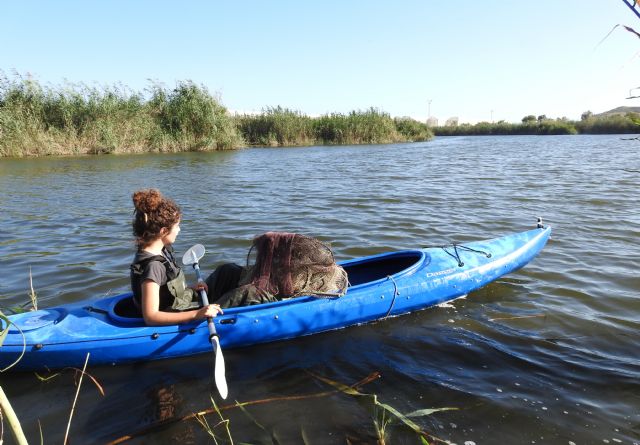 Preocupación por la situación de la anguila europea en cauces y humedales del Sureste Ibérico - 3, Foto 3