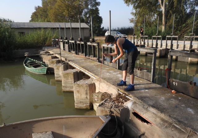 Preocupación por la situación de la anguila europea en cauces y humedales del Sureste Ibérico - 4, Foto 4