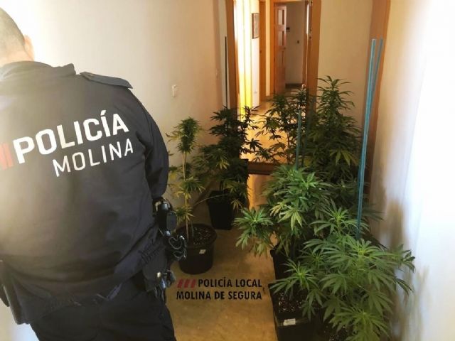 La Policía Local de Molina de Segura detiene a una persona por cultivo de marihuana tras quejas vecinales por el olor - 1, Foto 1