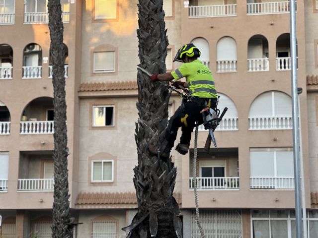 Actúa inicia la poda de más de 5.500 palmeras en Torrevieja - 3, Foto 3