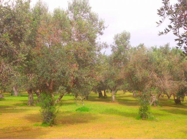 Agricultura desarrolla un plan para la detección precoz de la enfermedad bacteriana 'Xylella fastidiosa' - 1, Foto 1
