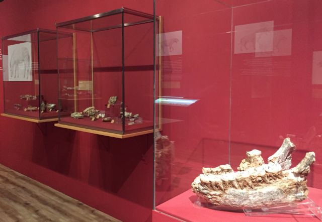 La exposición sobre Cueva Victoria producida por Cultura llega al Museo Municipal de Arqueología de Cartagena - 1, Foto 1