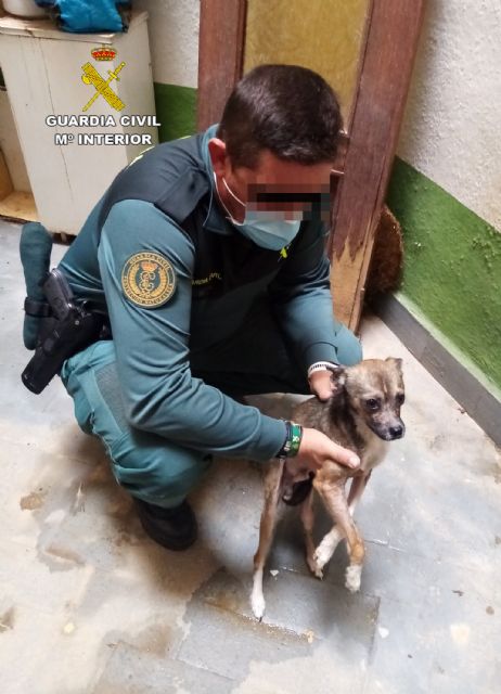 La Guardia Civil rescata a un perro desnutrido de un domicilio de Águilas - 1, Foto 1