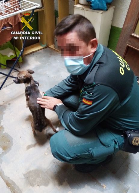 La Guardia Civil rescata a un perro desnutrido de un domicilio de Águilas - 2, Foto 2