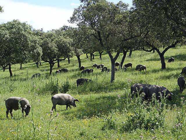 Jamones Enrique García: Cómo comenzar a implementar el modelo circular en el sector del ibérico - 1, Foto 1
