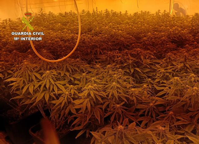 La Guardia Civil desmantela en el Valle de Ricote dos cultivos intensivos de marihuana - 3, Foto 3