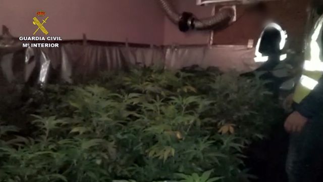 La Guardia Civil desmantela un invernadero clandestino con 500 plantas de marihuana - 1, Foto 1