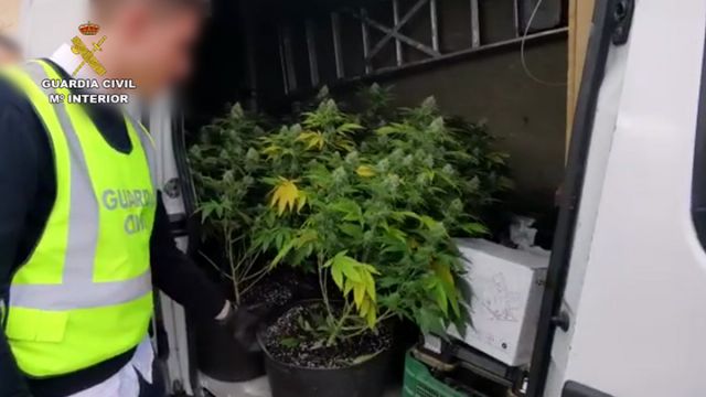 La Guardia Civil desmantela un invernadero clandestino con 500 plantas de marihuana - 2, Foto 2