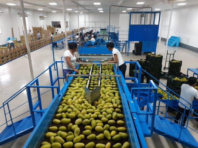 El mango de Guatemala apuesta por la diversificación comercial de manera sostenida, destaca el Ingeniero  Agrónomo Eddy Martínez - 2, Foto 2