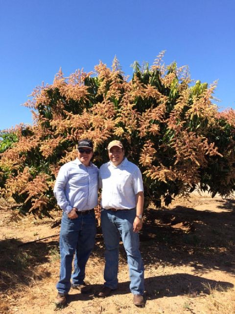 El mango de Guatemala apuesta por la diversificación comercial de manera sostenida, destaca el Ingeniero  Agrónomo Eddy Martínez - 3, Foto 3