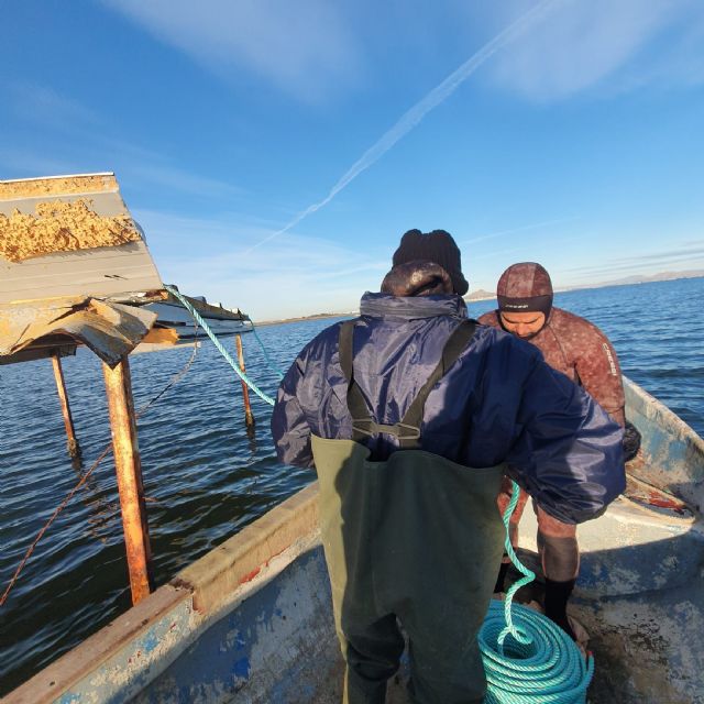La Fundación Estrella de Levante lleva a cabo una segunda tanda de limpieza de los fondos marinos del Mar Menor - 2, Foto 2