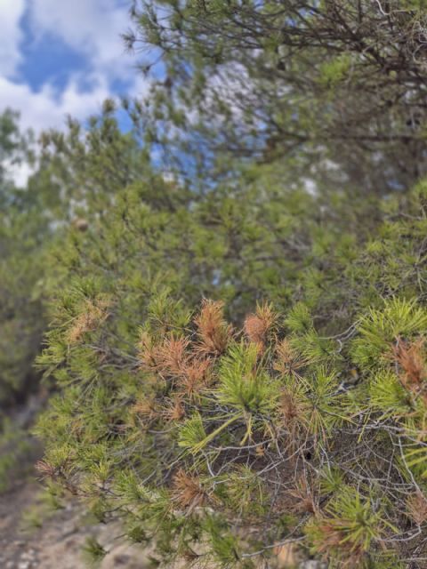 El grupo socialista pide que se actúe ante la gran presencia de bolsas de procesionaria en montes públicos - 2, Foto 2