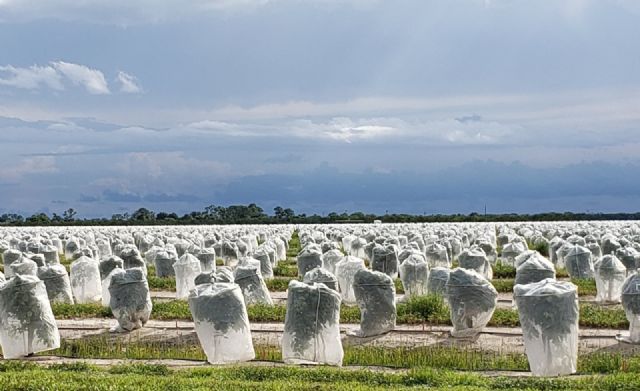 La UE destina sólo 8 millones/a&ntilde;o para detectar y combatir plagas 'prioritarias' cuyos da&ntilde;os estimados ascienden a miles de millones - 3, Foto 3