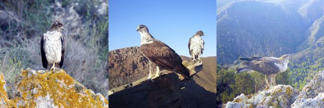 Un grupo de investigación de la UMU consigue realizar un seguimiento del águila perdicera con métodos no invasivos - 2, Foto 2