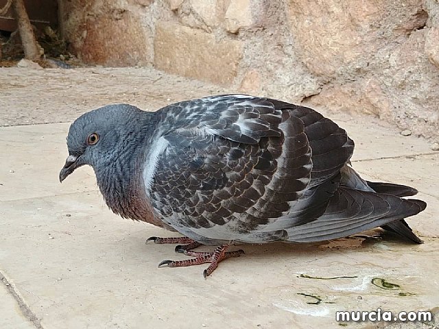 Cómo reducir la acción nociva de las palomas en las grandes ciudades - 1, Foto 1