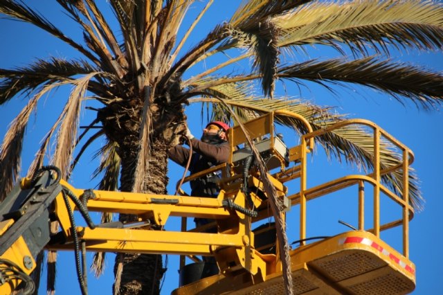 Tareas de mantenimiento en palmeras y pinos contra el picudo rojo y la oruga procesionaria, Foto 1