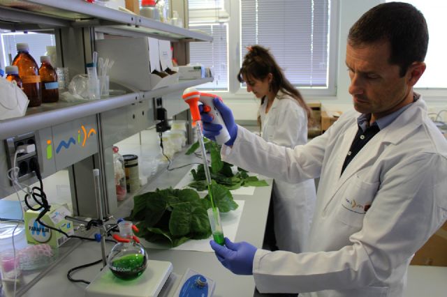 Investigadores del IMIDA demuestran un efecto antiinflamatorio y antioxidante en las hojas de morera, Foto 1