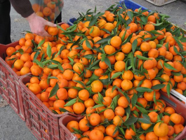 Unión de Uniones denuncia que Turquía y Egipto han tenido 1200 alertas en 3 años por entrada de fruta y hortaliza en la UE con materias activas no autorizadas - 1, Foto 1