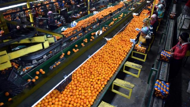 Unión de Uniones denuncia que Turquía y Egipto han tenido 1200 alertas en 3 años por entrada de fruta y hortaliza en la UE con materias activas no autorizadas - 2, Foto 2