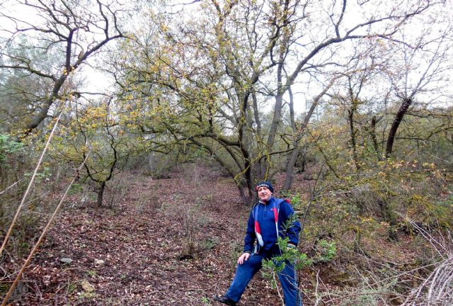 IU+P+AV exige que se ejecuten los acuerdos aprobados en Pleno para actuar con urgencia en los montes y el patrimonio arbóreo de Lorca - 1, Foto 1