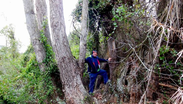 IU+P+AV exige que se ejecuten los acuerdos aprobados en Pleno para actuar con urgencia en los montes y el patrimonio arbóreo de Lorca - 2, Foto 2