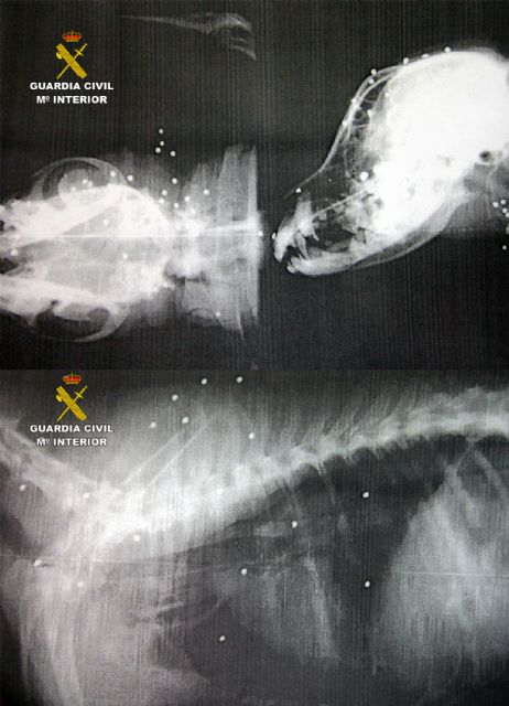 La Guardia Civil esclarece un delito de maltrato animal en el que dos perros sufrieron lesiones por disparos - 1, Foto 1