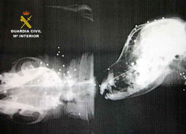 La Guardia Civil esclarece un delito de maltrato animal en el que dos perros sufrieron lesiones por disparos - 2, Foto 2