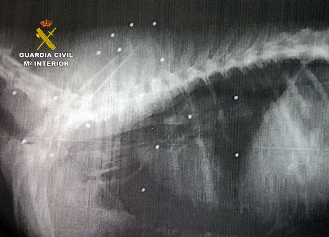 La Guardia Civil esclarece un delito de maltrato animal en el que dos perros sufrieron lesiones por disparos - 3, Foto 3