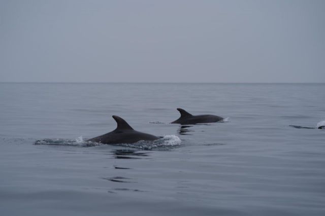 La fatal de viento obliga a suspender la primera manga de la Regata Carnaval de Águilas 2020 - 1, Foto 1