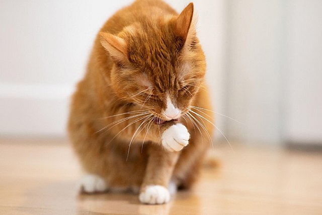 Gatos sostenibles: cómo cuidarles a ellos y al medio ambiente - 1, Foto 1