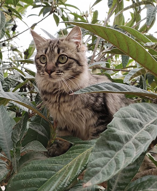 Día Internacional del Gato: cómo protegerlo frente a la artrosis - 1, Foto 1
