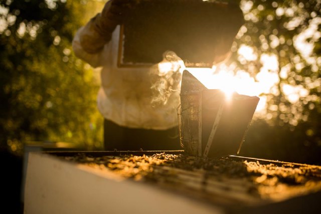 Ganadería apícola, un ejemplo sobre cómo alcanzar la sostenibilidad en todos los ámbitos - 2, Foto 2