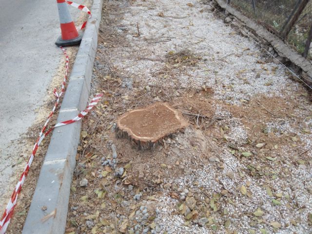 Los árboles de Espinardo se talaron sin un informe previo - 2, Foto 2