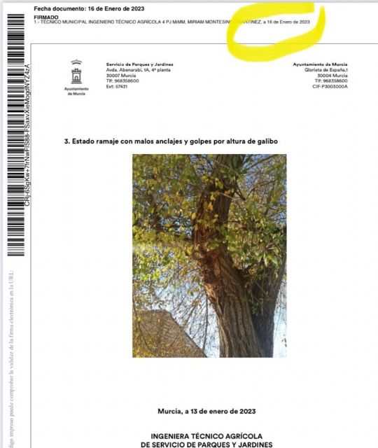 Los árboles de Espinardo se talaron sin un informe previo - 3, Foto 3