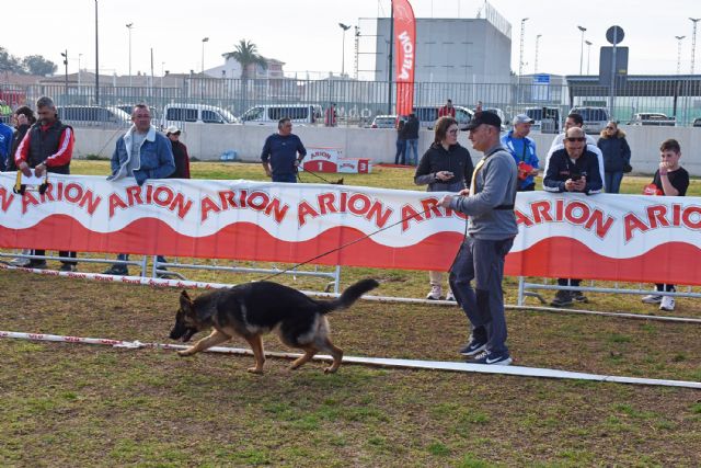 El pastor alemán, protagonista del fin de semana en Las Torres de Cotillas - 2, Foto 2