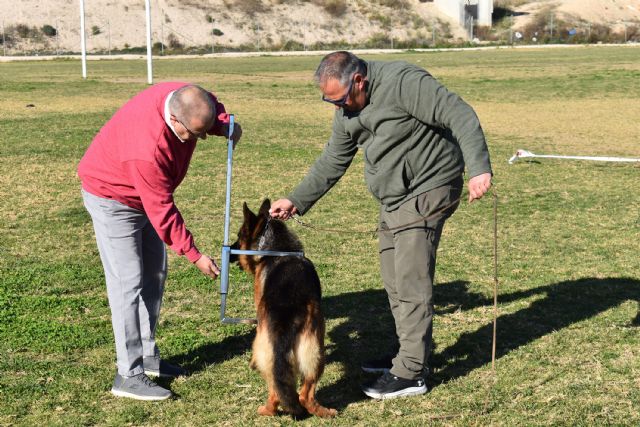 El pastor alemán, protagonista del fin de semana en Las Torres de Cotillas - 3, Foto 3