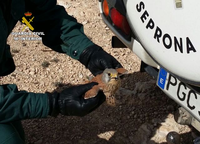La Guardia Civil recupera en Jumilla un ejemplar herido de cernícalo - 1, Foto 1