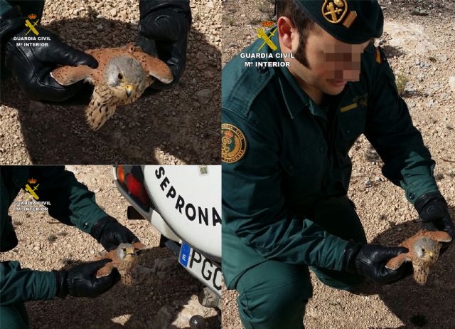 La Guardia Civil recupera en Jumilla un ejemplar herido de cernícalo - 2, Foto 2